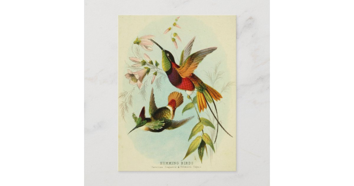 Hummingbird Postcards, Postcard Set, Hummingbird Art, Hummingbird
