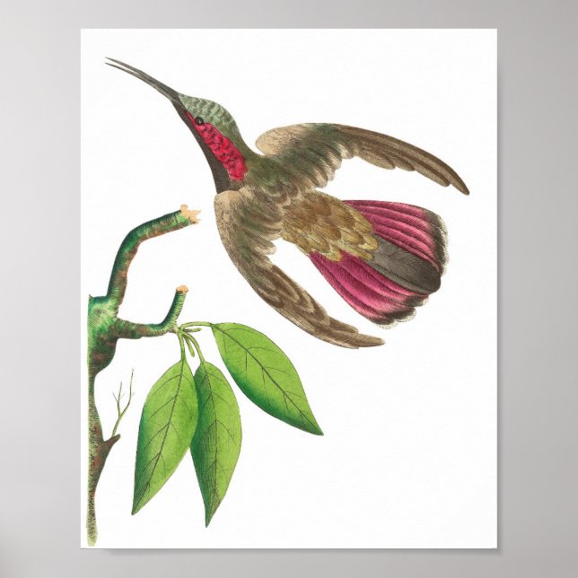 Vintage Hummingbird Illustration Poster (Front)