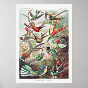 Vintage Hummingbird Illustration Poster