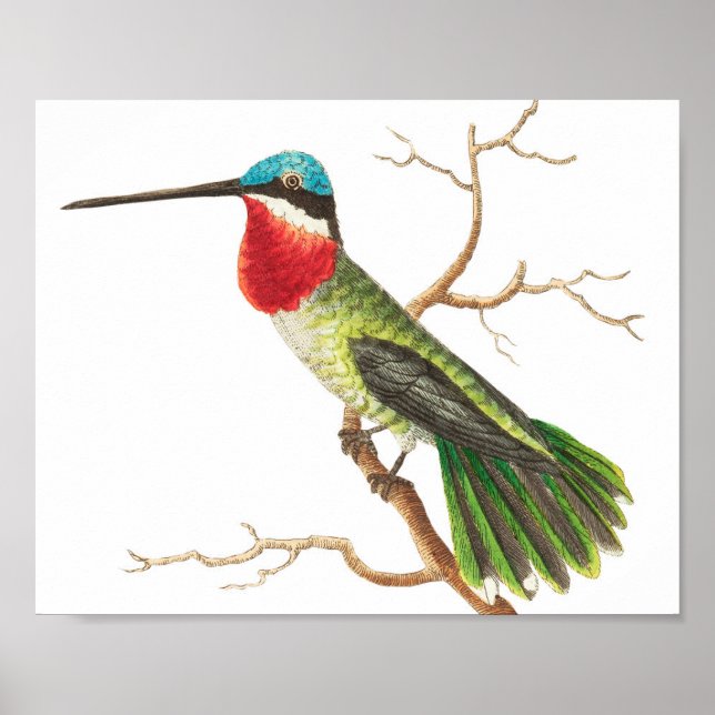 Vintage Hummingbird Illustration Poster (Front)