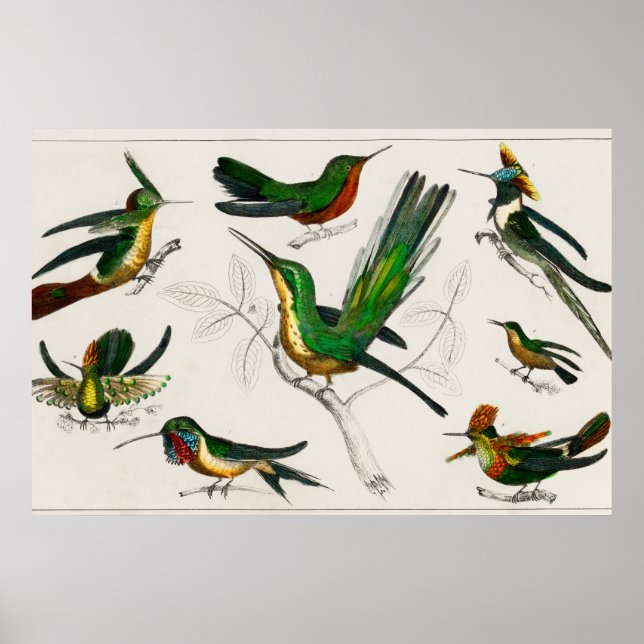 Vintage hummingbird illustration poster (Front)