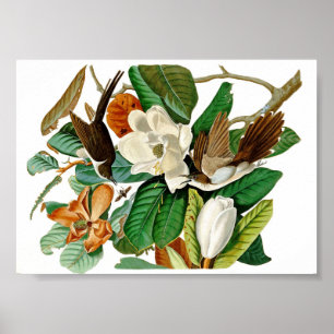 Vintage hummingbird illustration poster