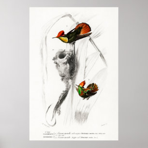 Vintage hummingbird illustration poster