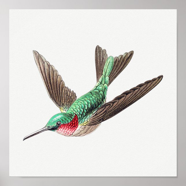 Vintage hummingbird illustration poster (Front)