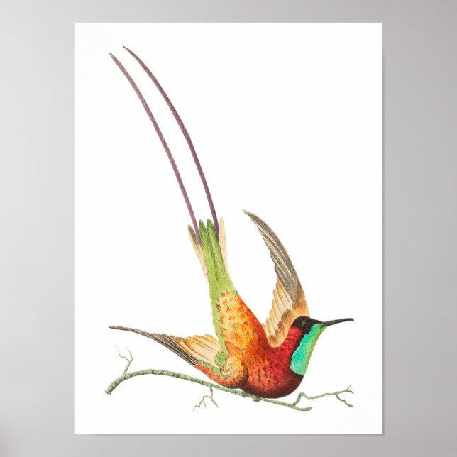 Vintage hummingbird illustration poster (Front)