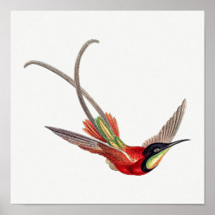 Vintage hummingbird illustration poster