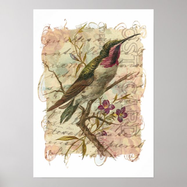Vintage Hummingbird Poster (Front)