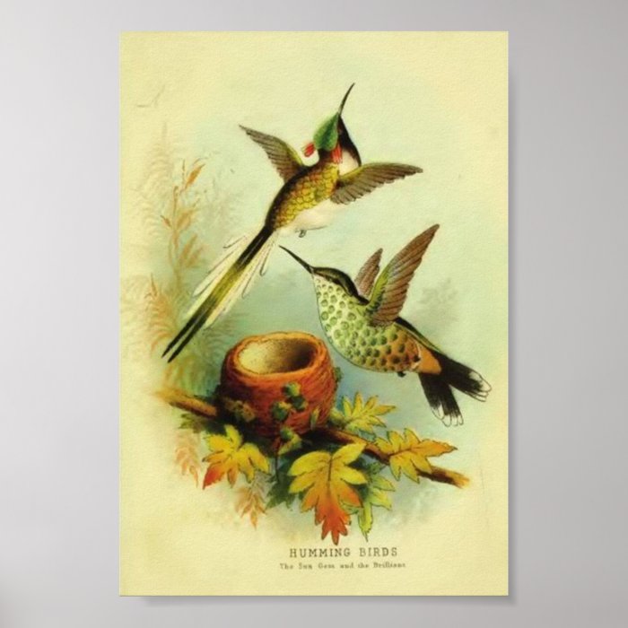 Vintage Hummingbird Print