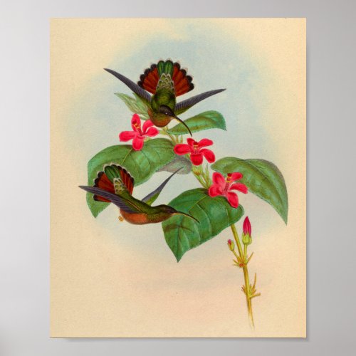 Vintage Hummingbird Print Red Flowers