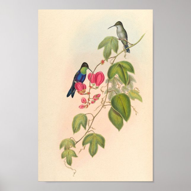 Vintage Hummingbirds Art Bird Print Flowers (Front)