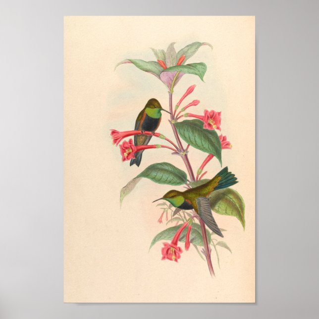 Vintage Hummingbirds Art Bird Print Flowers (Front)