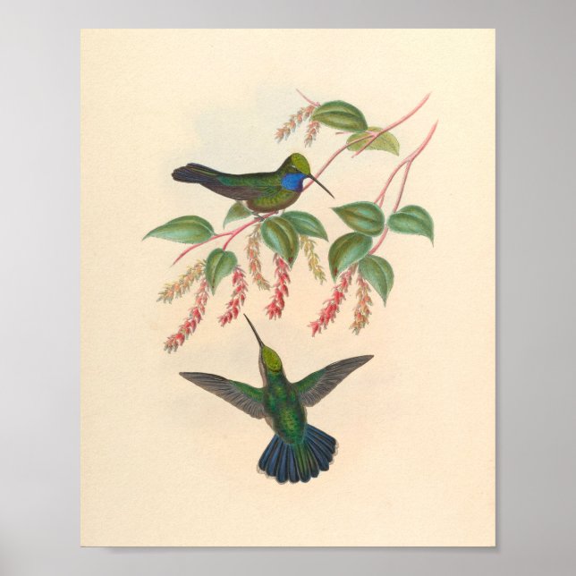 Vintage Hummingbirds Art Bird Print Flowers (Front)