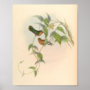 Vintage Hummingbirds Art Bird Print Flowers