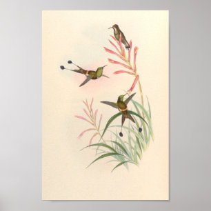 Vintage Hummingbirds Art Bird Print Flowers