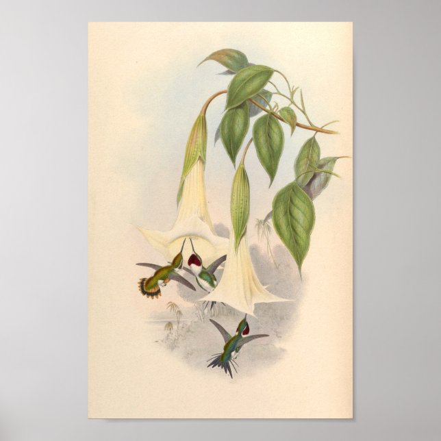 Vintage Hummingbirds Art Bird Print Flowers (Front)