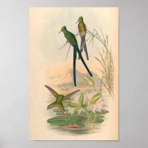 Vintage Hummingbirds Art Bird Print Flowers