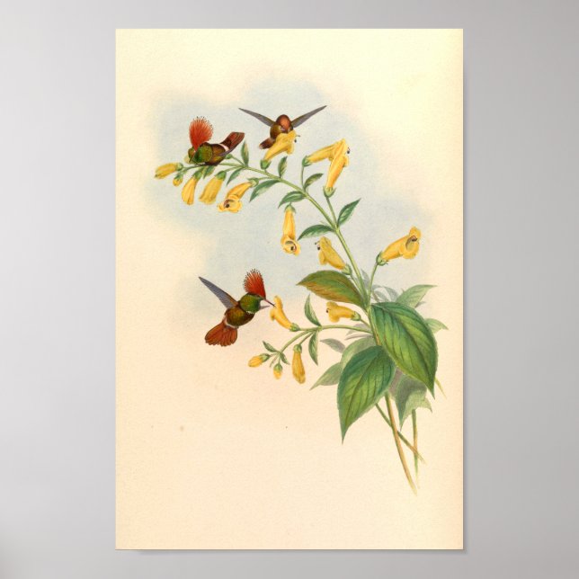 Vintage Hummingbirds Art Bird Print Flowers (Front)