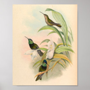 Vintage Hummingbirds Art Bird Print Flowers