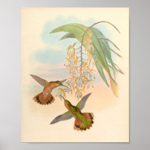 Vintage Hummingbirds Art Bird Print Flowers