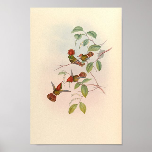 Vintage Hummingbirds Art Bird Print Flowers (Front)
