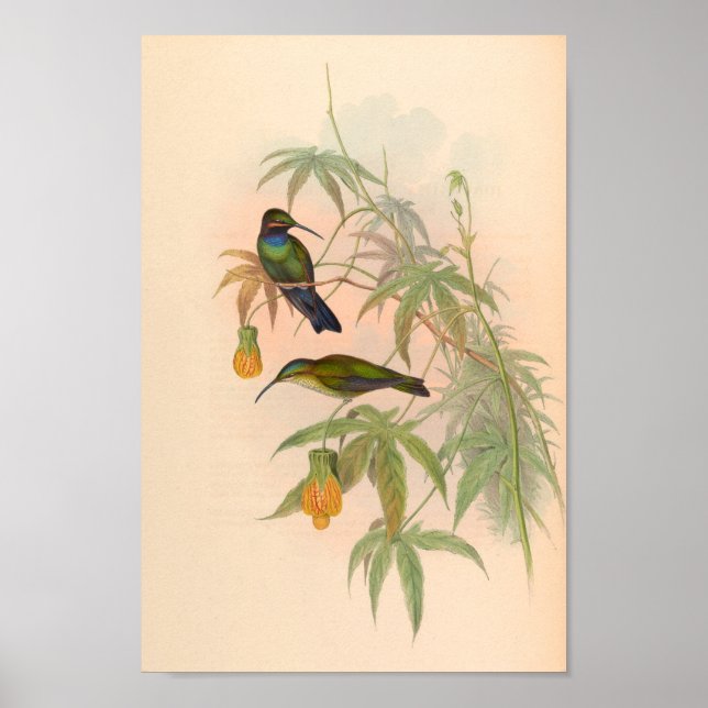 Vintage Hummingbirds Art Bird Print Flowers (Front)