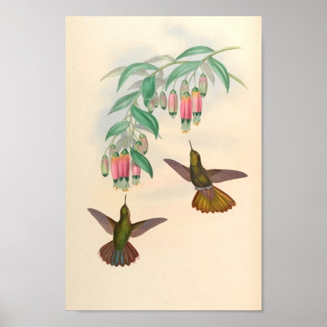 Vintage Hummingbirds Art Bird Print Flowers (Front)