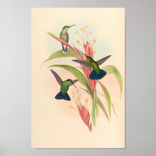 Vintage Hummingbirds Art Bird Print Flowers (Front)