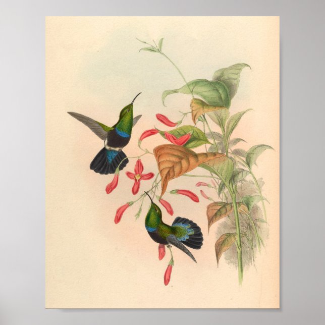 Vintage Hummingbirds Art Bird Print Flowers (Front)