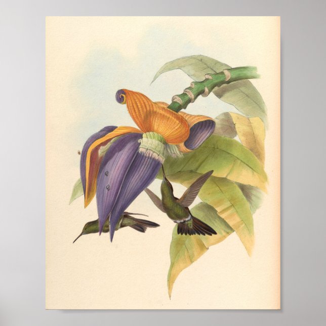 Vintage Hummingbirds Art Bird Print Flowers (Front)
