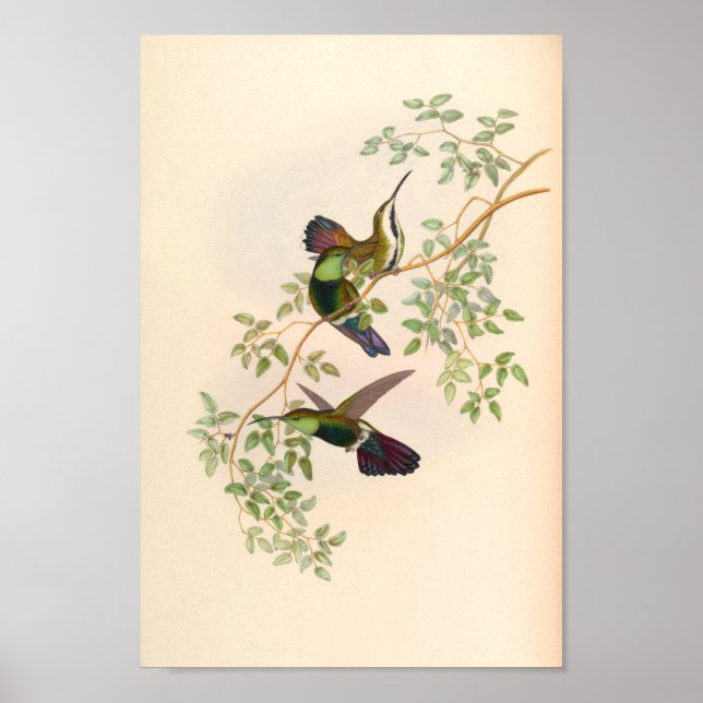 Vintage Hummingbirds Art Bird Print Flowers (Front)