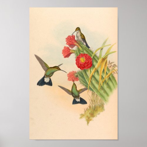 Vintage Hummingbirds Art Bird Print Flowers Cactus