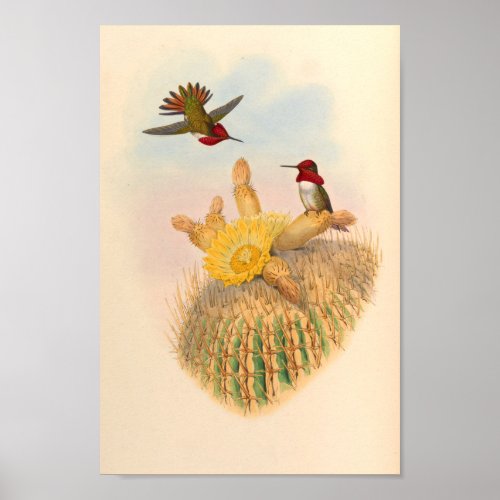 Vintage Hummingbirds Art Bird Print Flowers Cactus