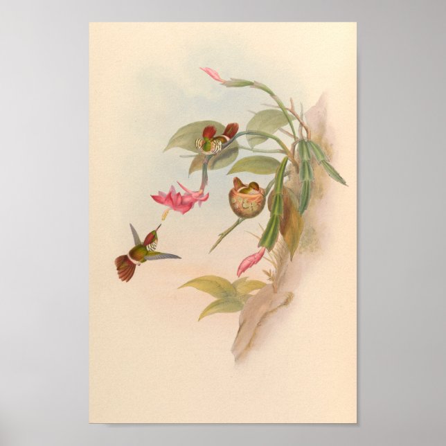 Vintage Hummingbirds Art Bird Print Flowers Nest (Front)