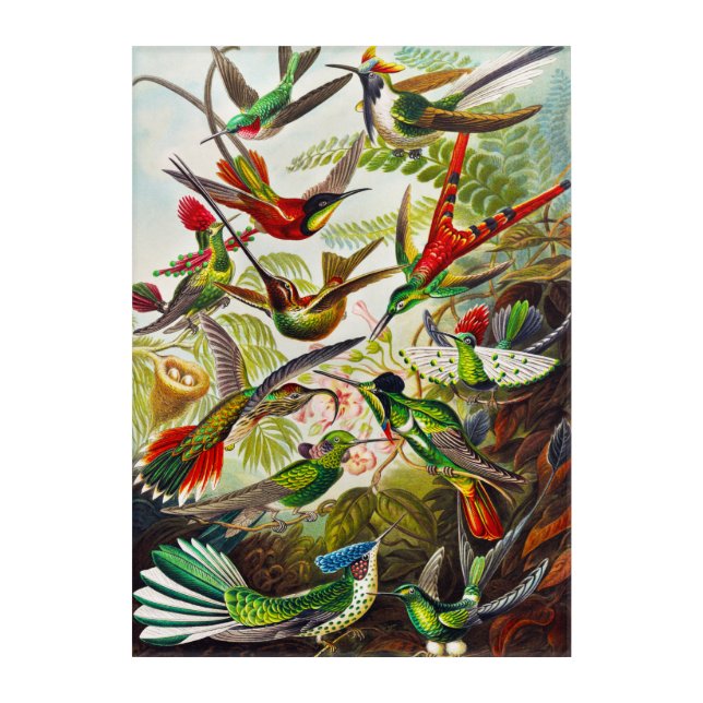 Vintage Hummingbirds by Ernst Haeckel Acrylic Print (Front)