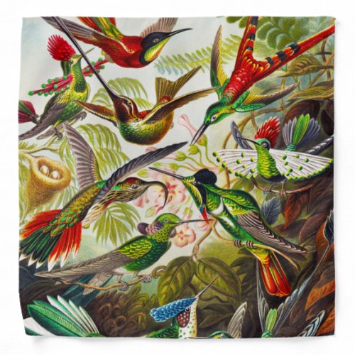 Vintage Hummingbirds by Ernst Haeckel Bandana