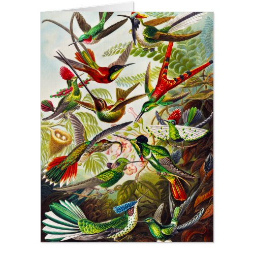 Vintage Hummingbirds by Ernst Haeckel Card