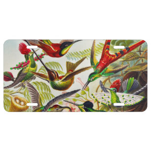 Vintage Hummingbirds by Ernst Haeckel License Plate