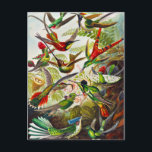 Vintage Hummingbirds by Ernst Haeckel Postcard<br><div class="desc">Hummingbirds by Ernst Haeckel.Vintage Trochilidae Kolibris illustration. This is from Kunstformen der Natur (1904). This birds illustration shows beautiful colorful flying hummingbirds.</div>