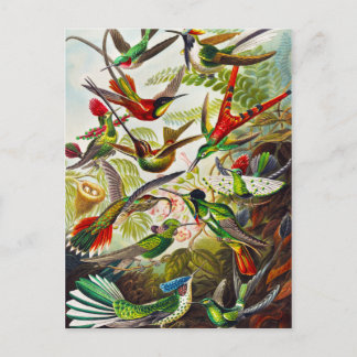 Vintage Hummingbirds by Ernst Haeckel Postcard