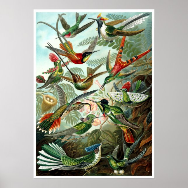Vintage Hummingbirds by Ernst Haeckel Poster (Front)
