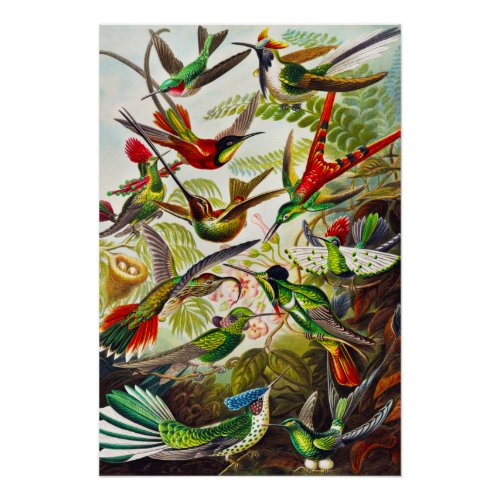 Vintage Hummingbirds by Ernst Haeckel Poster