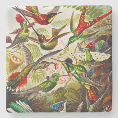 Vintage Hummingbirds by Ernst Haeckel Stone Coaster