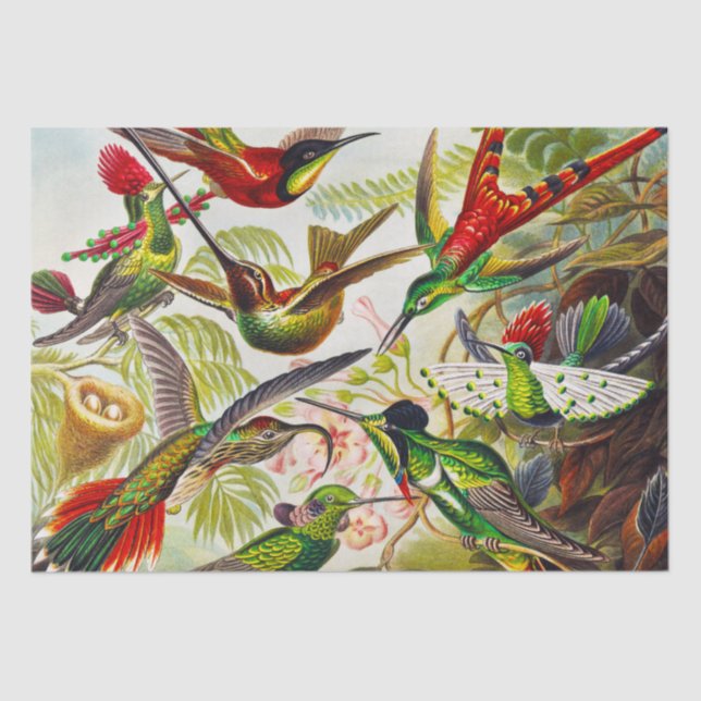 Vintage Hummingbirds by Ernst Haeckel Tissue Paper (Front)