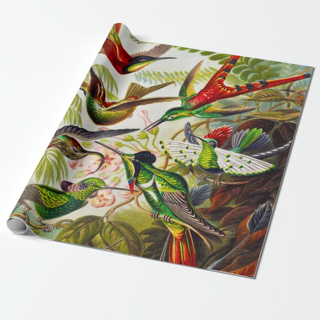 Vintage Hummingbirds by Ernst Haeckel Wrapping Paper (Unrolled)