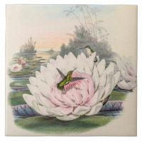 Vintage Hummingbirds by John Gould