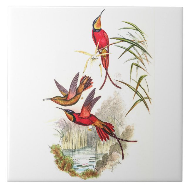 Vintage Hummingbirds by John Gould Ceramic Tile (Front)