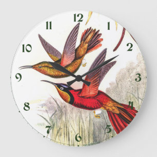 Vintage Hummingbirds by John Gould Large Clock