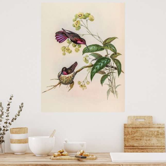 Vintage Hummingbirds by John Gould Poster (Kitchen)