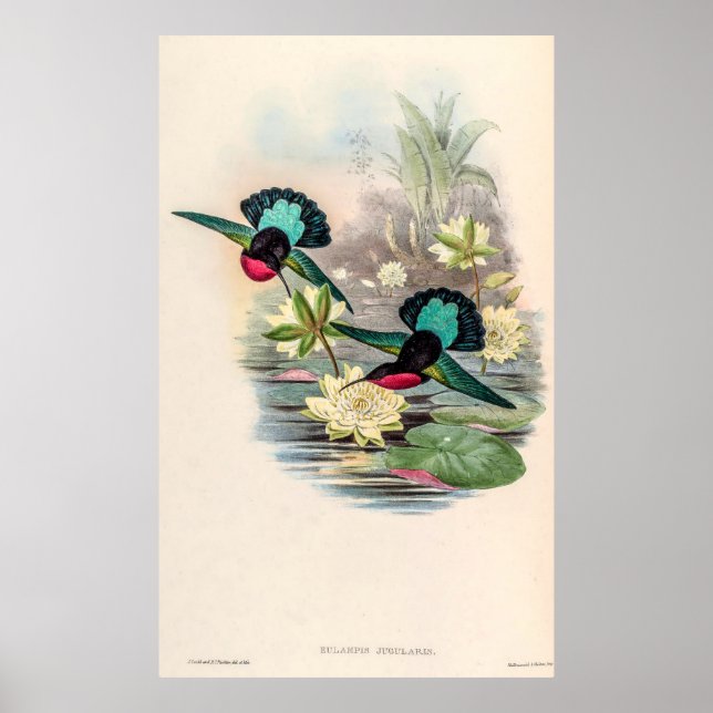 Vintage Hummingbirds by John Gould Poster (Front)