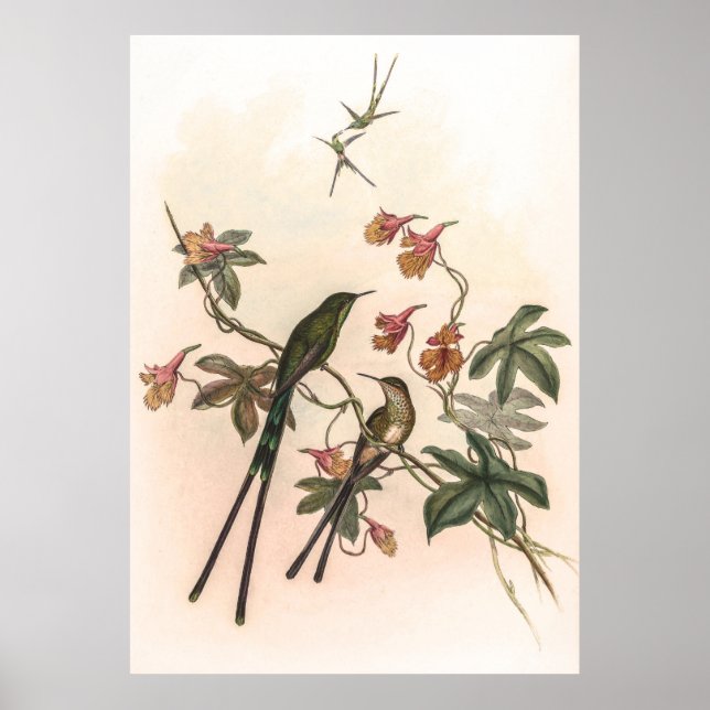 Vintage Hummingbirds by John Gould Poster (Front)